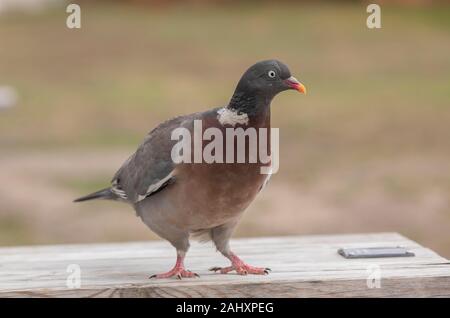 Holz - Taube Columba Palumbus, Garten Tisch im Sommer thront. Stockfoto
