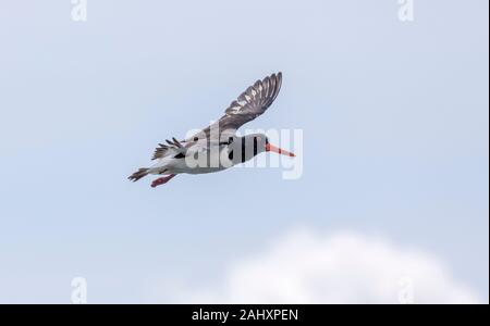 Gemeiner Austernfischer, Haematopus ostralegus, im Flug, im Hafen von Poole. Stockfoto