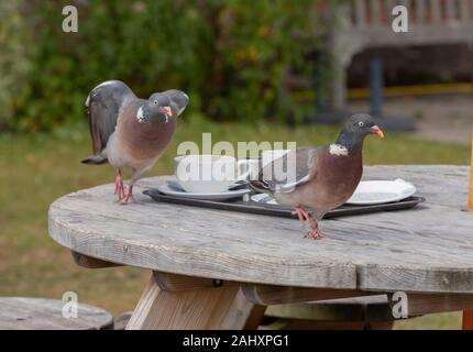 Holztauben, Columba palumbus, im Sommer auf einem Gartentisch. Stockfoto