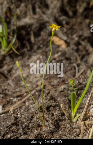 Gelb, centaury Cicendia filiformis, in der Blume auf sandigen Schiene über Heide, Purbeck, Dorset. Stockfoto