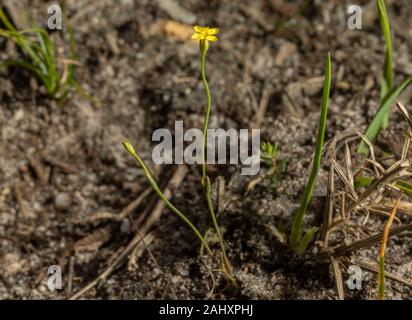 Gelb, centaury Cicendia filiformis, in der Blume auf sandigen Schiene über Heide, Purbeck, Dorset. Stockfoto