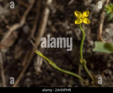 Gelb, centaury Cicendia filiformis, in der Blume auf sandigen Schiene über Heide, Purbeck, Dorset. Stockfoto