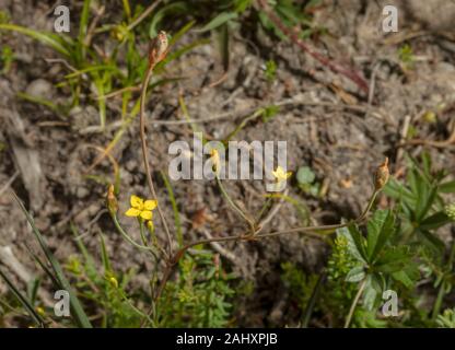 Gelb, centaury Cicendia filiformis, in der Blume auf sandigen Schiene über Heide, Purbeck, Dorset. Stockfoto