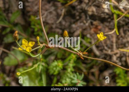 Gelb, centaury Cicendia filiformis, in der Blume auf sandigen Schiene über Heide, Purbeck, Dorset. Stockfoto