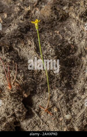 Gelb, centaury Cicendia filiformis, in der Blume auf sandigen Schiene über Heide, Purbeck, Dorset. Stockfoto