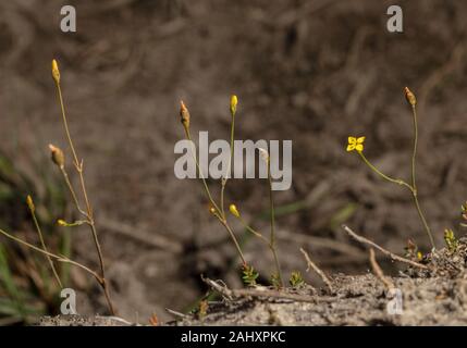 Gelb, centaury Cicendia filiformis, in der Blume auf sandigen Schiene über Heide, Purbeck, Dorset. Stockfoto