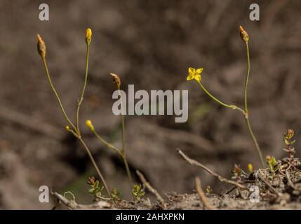 Gelb, centaury Cicendia filiformis, in der Blume auf sandigen Schiene über Heide, Purbeck, Dorset. Stockfoto