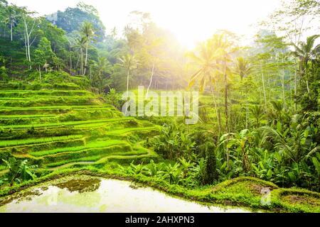 (Selektive Fokus) einen atemberaubenden Blick auf die tegalalang Reis terrasse Felder beim Sonnenaufgang. Stockfoto