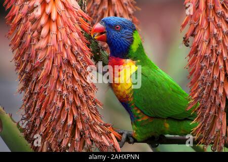 Sydney Australien, Rainbow lorikeet thront unter den Blumen von einem Red Hot poker Stockfoto