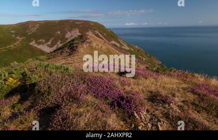 Heideland in Blume an der Nordküste von Exmoor, im Vorland, in der nähe von Lynton, Devon. Stockfoto