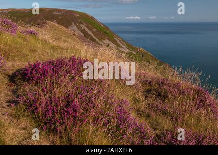 Heideland in Blume an der Nordküste von Exmoor, im Vorland, in der nähe von Lynton, Devon. Stockfoto