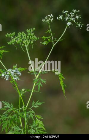 Fool's Petersilie, Aethusa cynapium, in der Blume im Garten. Stockfoto