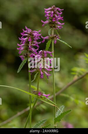 Betony, Stachys officinalis, in der Blume im Wald. Stockfoto