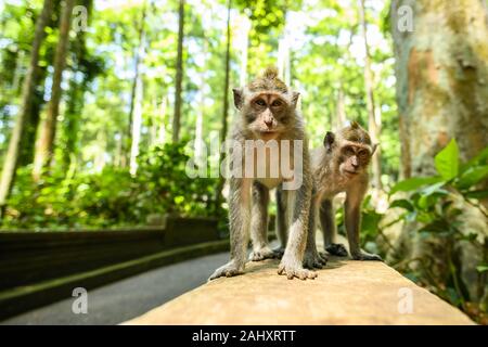 (Selektive Fokus) Zwei junge Long-tailed Makaken sind zu Fuß in den Affenwald von Ubud. Stockfoto