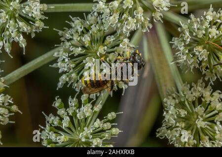 Big-vorangegangen Digger Wasp, Ectemnius cephalotes, Besuch von Angelica Blumen für Nektar. Stockfoto