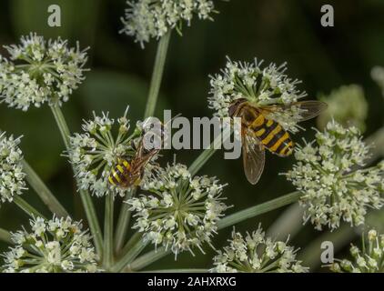 Big-vorangegangen Digger Wasp, Ectemnius cephalotes, und Gemeinsame gebändert Hoverfly, Angelica Blumen für Nektar. Stockfoto