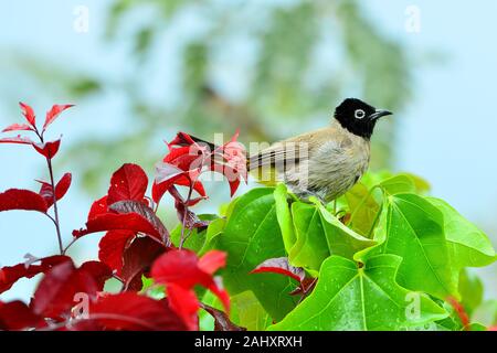 Nasse gelb-vented Bulbul (Pycnonotus goiavier) sitzt auf helle grüne und rote Blätter nach dem Regen. Stockfoto