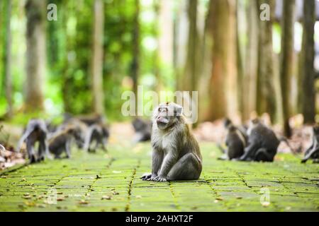 Eine long-tailed macaque sitzt auf einem Fußweg in den Affenwald von Ubud. Stockfoto
