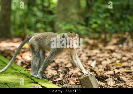 Eine long-tailed macaque ist zu Fuß auf einem Wanderweg in den Affenwald von Ubud. Stockfoto