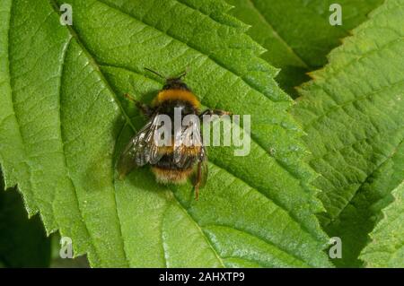 Buff-tailed Hummel, Bombus terrestris Sonnenbaden auf Blatt. New Forest. Stockfoto