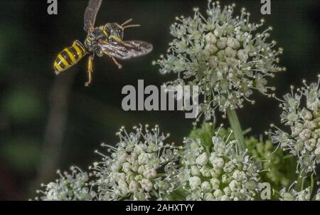 Big-vorangegangen Digger Wasp, Ectemnius cephalotes, an auf Angelica Blumen. Stockfoto