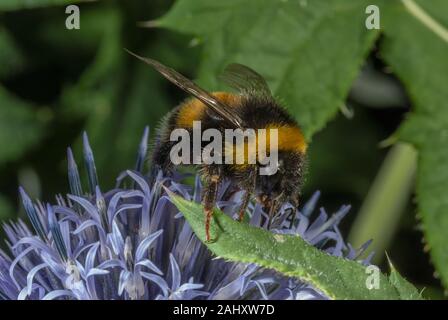 Buff-tailed Bumble Bee, Bombus terrestris besuchen Globe Distel, Echinops ritro Stockfoto