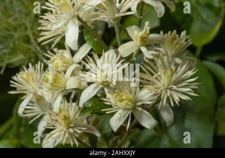 Old Man's Bart, Clematis vitalba, in der Blume in der Hecke, auf Kreide. Dorset. Stockfoto