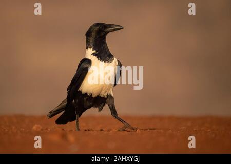 Pied Crow, Corvus Albus, Zimanga Game Reserve, Südafrika Stockfoto