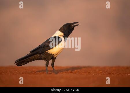 Pied Crow, Corvus Albus, Zimanga Game Reserve, Südafrika Stockfoto