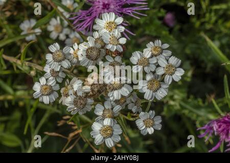 Sneezewort, Achillea ptarmica in Blüte in den feuchten Wiesen, Dorset. Stockfoto