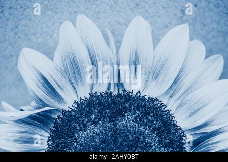 Makroaufnahme der blühenden Sonnenblumen. Konzeptionelle bild Sonne Stockfoto