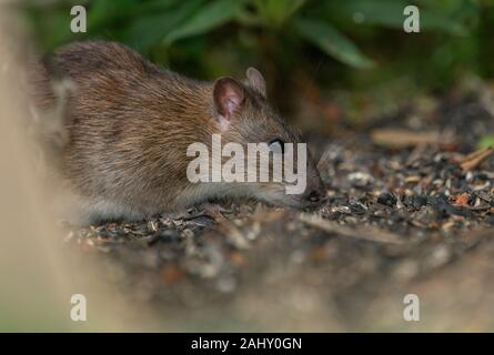 Braune Ratte Rattus norvegicus, Fütterung unter einem Garten Futterhaus, Dorset. Stockfoto