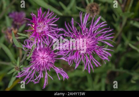 Geröntgt Form gemeinsamen Flockenblume, Centaurea nigra var. pseudoradiata. Alte Wiese, Dorset. Stockfoto