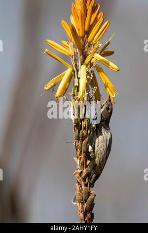 Weibliche scarlet-chested Sunbird ernähren sich von Nektar, Chalcomitra senegalensis, Zimanga Game Reserve, Südafrika Stockfoto