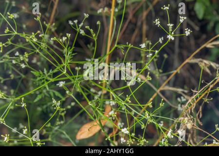 Stein-Petersilie, Sison Amomum in Blüte in Hecke, Dorset. Stockfoto