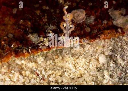 Die schönsten Unterwasser Schnecken des Indischen und Pazifischen Ozean Stockfoto