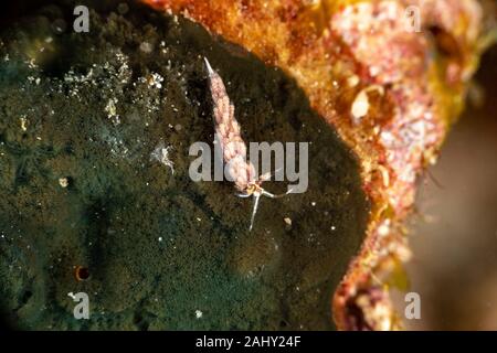 Die schönsten Unterwasser Schnecken des Indischen und Pazifischen Ozean Stockfoto