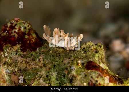 Die schönsten Unterwasser Schnecken des Indischen und Pazifischen Ozean Stockfoto