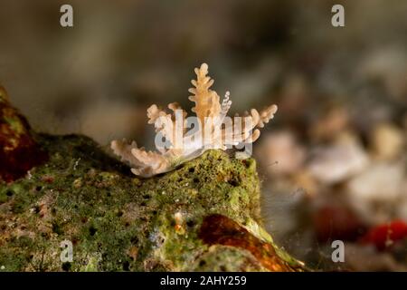 Die schönsten Unterwasser Schnecken des Indischen und Pazifischen Ozean Stockfoto