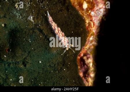 Die schönsten Unterwasser Schnecken des Indischen und Pazifischen Ozean Stockfoto