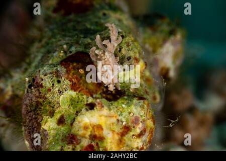 Die schönsten Unterwasser Schnecken des Indischen und Pazifischen Ozean Stockfoto