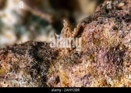 Die schönsten Unterwasser Schnecken des Indischen und Pazifischen Ozean Stockfoto