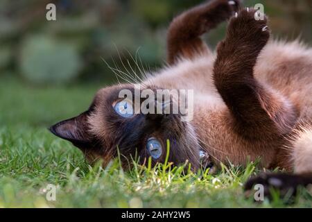 Portrait von siamesische Katze mit großen blauen Augen in Garten Stockfoto