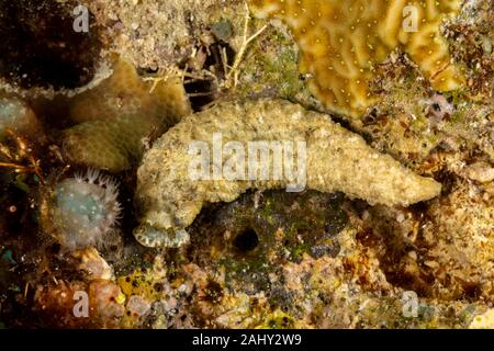 Die schönsten Unterwasser Schnecken des Indischen und Pazifischen Ozean Stockfoto