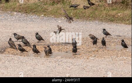 Gruppe der Erwachsenen und Jugendlichen gemeinsame Stare, Sturnus vulgaris, Baden in schlammigen Parkplatz Pool, Weymouth. Stockfoto