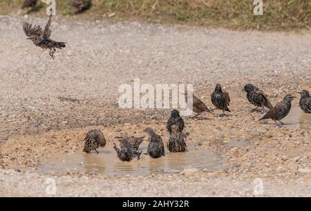 Gruppe der Erwachsenen und Jugendlichen gemeinsame Stare, Sturnus vulgaris, Baden in schlammigen Parkplatz Pool, Weymouth. Stockfoto