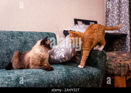 Eine junge rote Katze ist auf eine alte siamesische Katze aggressiv Stockfoto