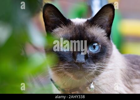 Portrait von siamesische Katze mit großen blauen Augen in Garten Stockfoto