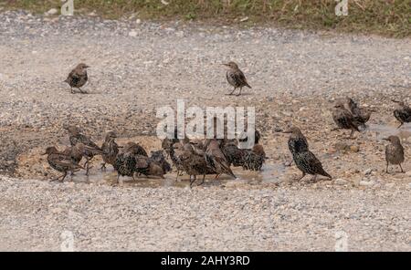 Gruppe der Erwachsenen und Jugendlichen gemeinsame Stare, Sturnus vulgaris, Baden in schlammigen Parkplatz Pool, Weymouth. Stockfoto