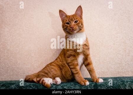Ingwer auf Grün. Inländische Rothaarige gestreifte junge Katze auf dem Sofa Stockfoto